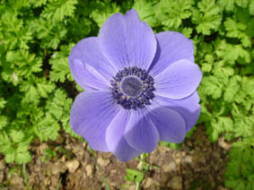 Anemone coronaria 'bleue'